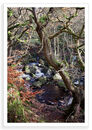 Padley 8