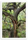 Padley Twist