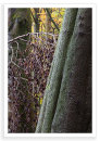 Trail Composition