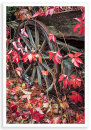 Red Wheel