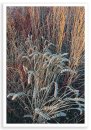 Harvest