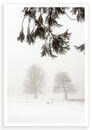 Winter, Trees