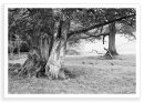 Split Tree