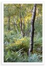 Stanton Ferns 2
