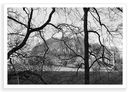 Through The Trees