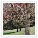 Silver Tree