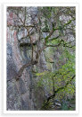 Tree Face