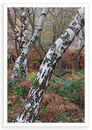 Twisted Birch