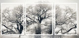 1 A Tale of Three Trees by Tania Murray
