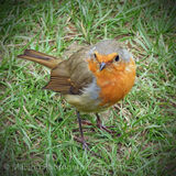 1 GREAT COMP ROBIN by Hazel Turner