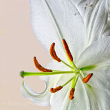 1 Lily by Jennifer Lane