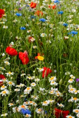Meadow Flowers