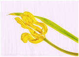 1 YELLOW TULIP by Jennifer Lane
