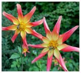 Bees on Orchid Dahlia