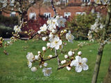 2 APPLE BLOSSOM by Hazel Turner