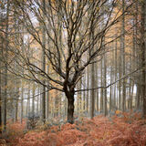 BE DIFFERENT by Colin Young