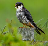 HOBBY ON THE HUNT by Linton Schwarz