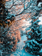2 SNOWY GLOW by Lucy Shaw
