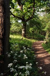 Woodland, Ranscombe Farm