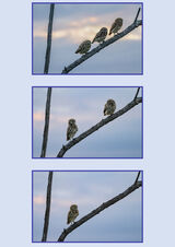 3,2,1 Little Owls by Lynne Overett