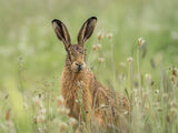 HARE IN THE MEADOW by Sandy Truckell