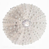 3 HIGH KEY SEA URCHIN by Rich Day