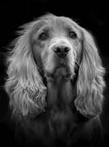 3 JACOB by Elaine Pavis