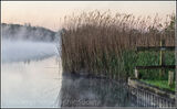 3 MISTY MAY MORN NEAR MARTHAM by Jennifer Lane