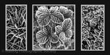 3 Patterns in Nature by Tania Murray
