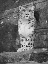 3 Snow Leopard by Ann Howard