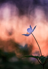 ANEMONE SUNSET Sandy Truckell