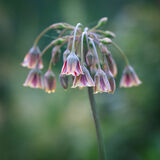 Allium Siculum by James Alexander
