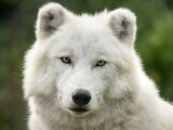 Arctic Wolf By Karen Jones