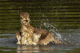 BATHING SENEGAL THICK-KNEE Roger Parker