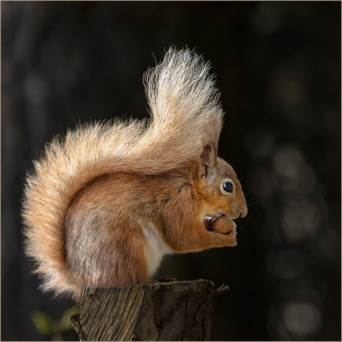 Back Lit Squirrel with Nut by Sandy McIntosh