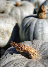 Blue Pumpkins by Alan Smith