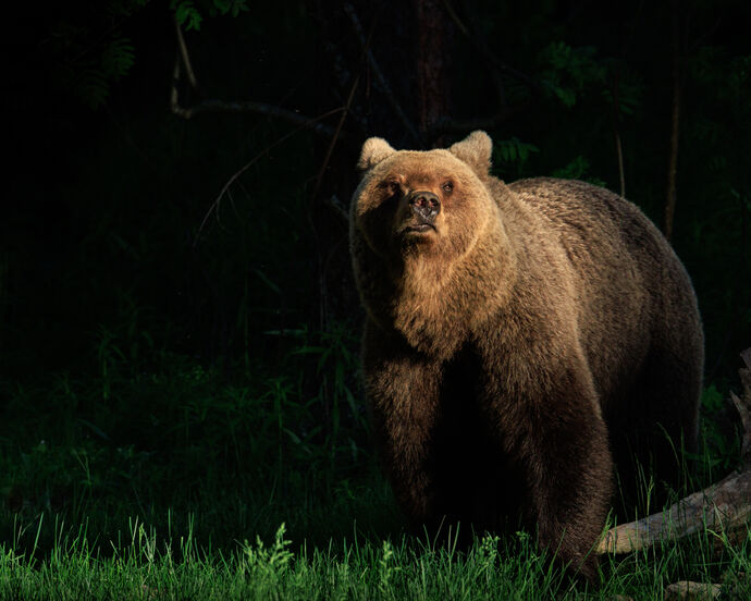 Brown Bear by James Alexander