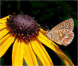 Butterfly on Rudbeckia by Alan Smith