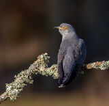 COLIN by Lynne Overett