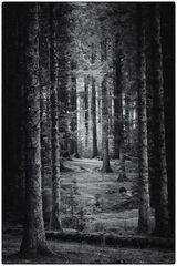 CONIFER FOREST by James Alexander