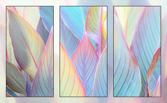 Cana Leaves by James Alexander