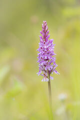 Common Spotted Orchid
