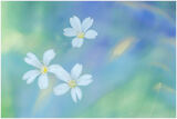 DAISY, DAISY, DAISY by Les Welton