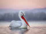 DALMATION PELICAN by Sandy Truckell