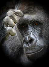 DEEP IN THOUGHT Elaine Pavis