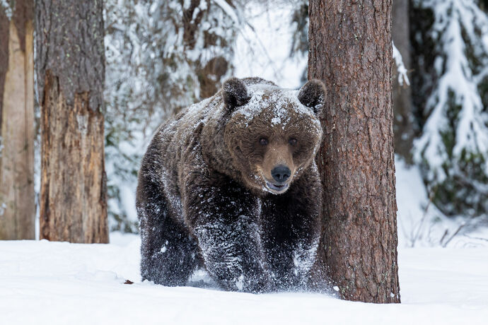 Eurasian Brown Bear (Ursus arctos) by Paul Davison