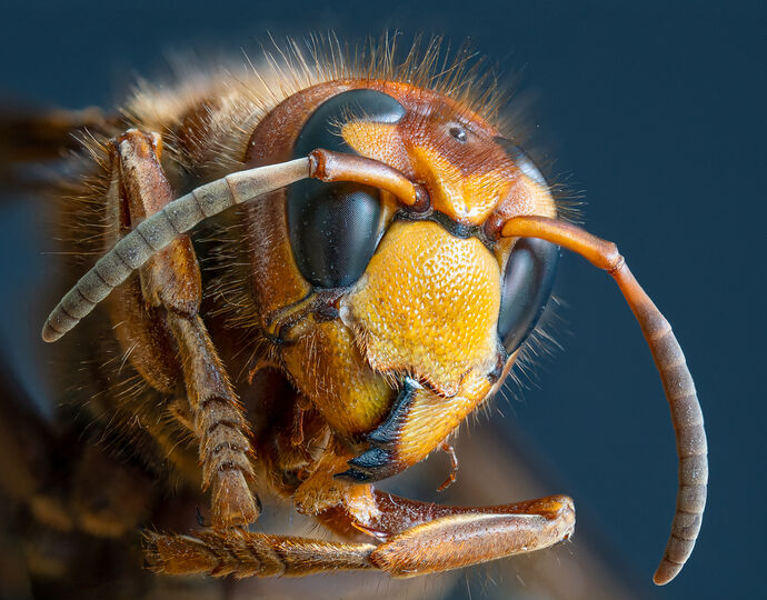 Face to Face by Massoud Massavian