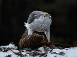 GOSHAWK