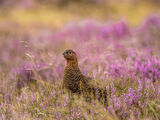 GROUSE by Sandy Truckell