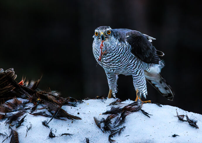 Goshawk by James Alexander